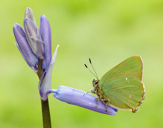 Green Hairstreak Callophrys rubi