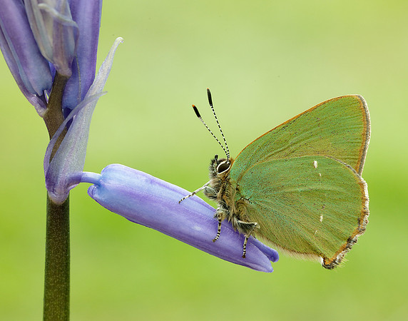 Green Hairstreak Callophrys rubi