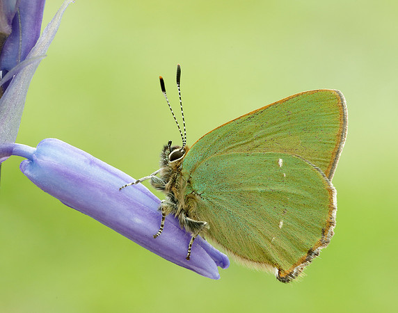 Green Hairstreak Callophrys rubi