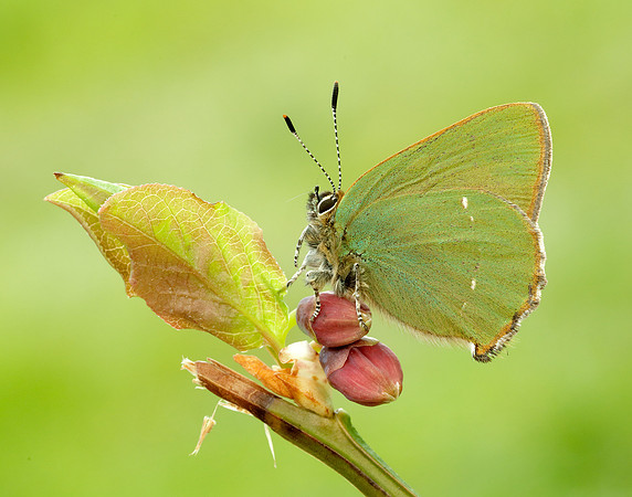 Green Hairstreak Callophrys rubi