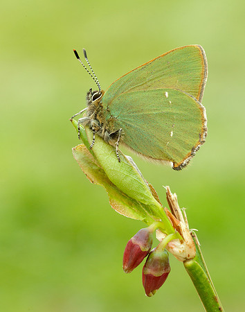 Green Hairstreak Callophrys rubi