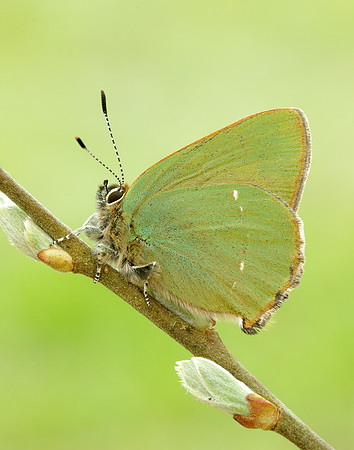 Green Hairstreak Callophrys rubi