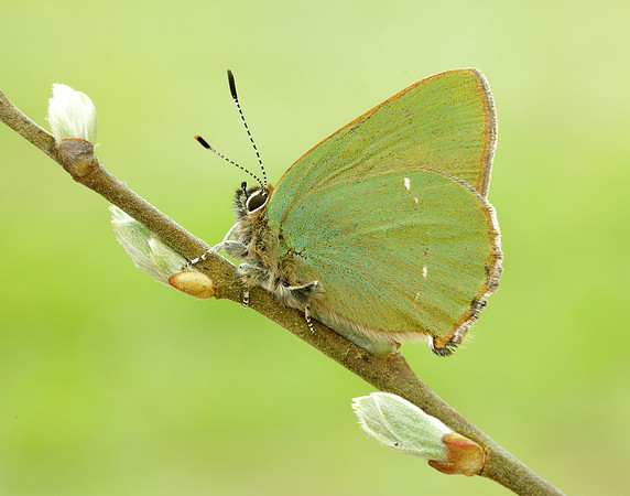 Green Hairstreak Callophrys rubi