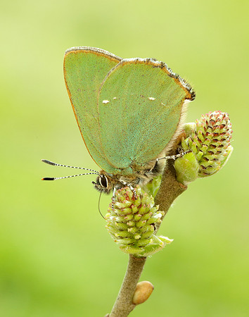 Green Hairstreak Callophrys rubi