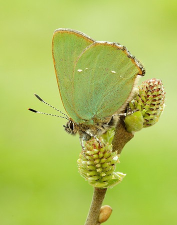 Green Hairstreak Callophrys rubi