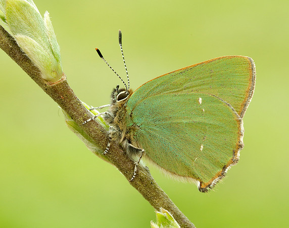 Green Hairstreak Callophrys rubi