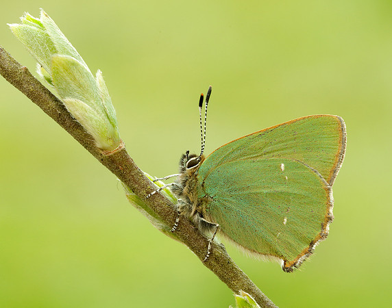 Green Hairstreak Callophrys rubi