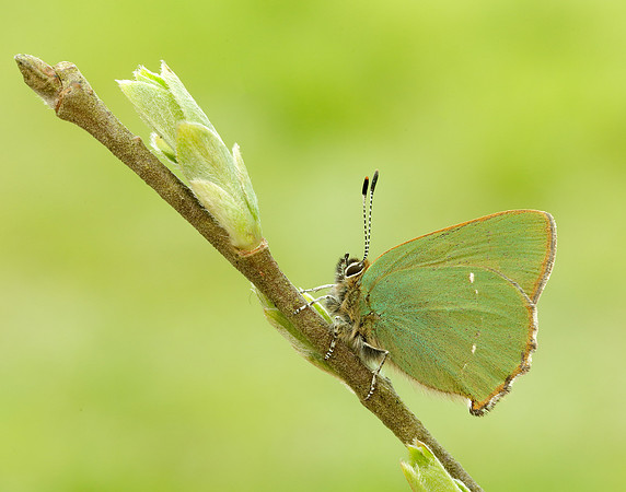 Green Hairstreak Callophrys rubi