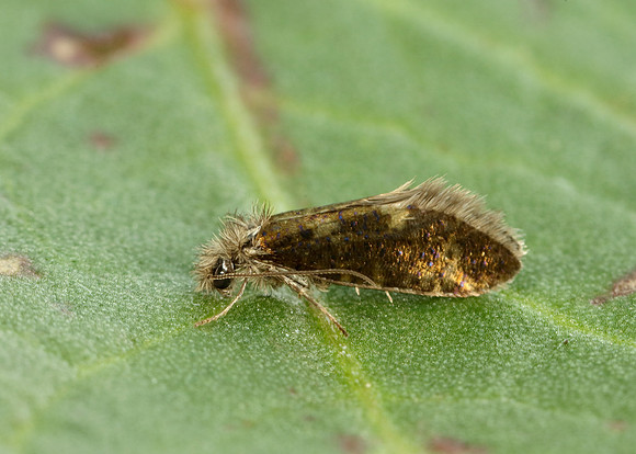 2.001 BF0006 Dyseriocrania subpurpurella