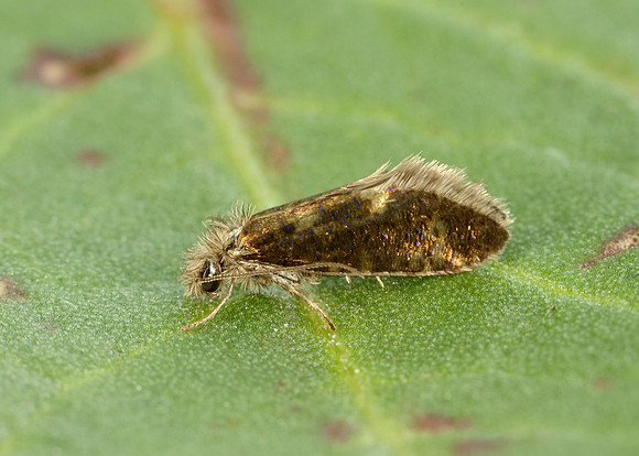 2.001 BF0006 Dyseriocrania subpurpurella