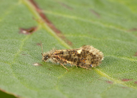 2.001 BF0006 Dyseriocrania subpurpurella