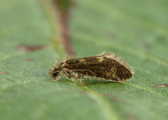 2.001 BF0006 Dyseriocrania subpurpurella