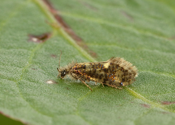 2.001 BF0006 Dyseriocrania subpurpurella