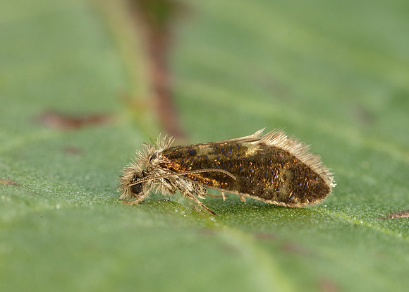 2.001 BF0006 Dyseriocrania subpurpurella
