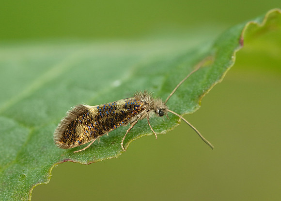 2.001 BF0006 Dyseriocrania subpurpurella