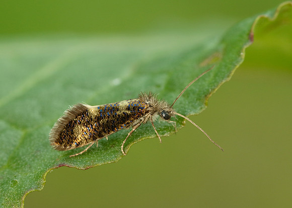 2.001 BF0006 Dyseriocrania subpurpurella