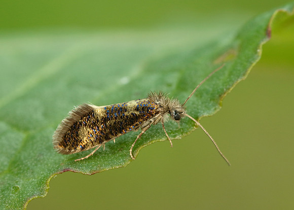 2.001 BF0006 Dyseriocrania subpurpurella