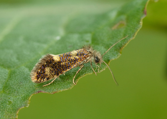 2.001 BF0006 Dyseriocrania subpurpurella
