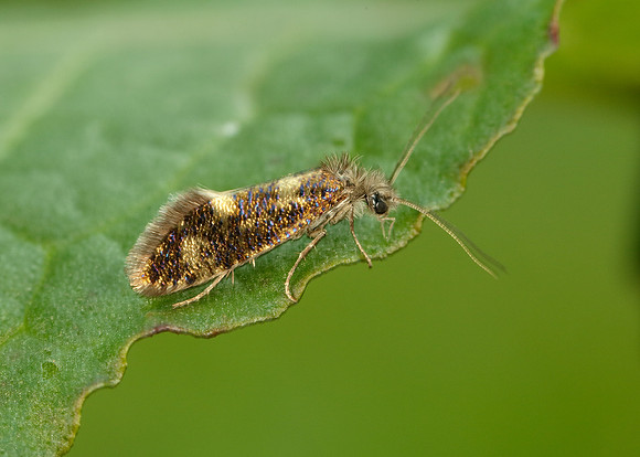 2.001 BF0006 Dyseriocrania subpurpurella