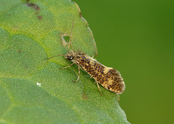 2.001 BF0006 Dyseriocrania subpurpurella