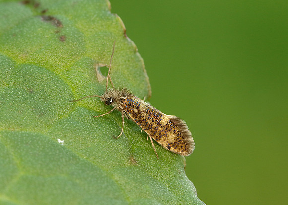 2.001 BF0006 Dyseriocrania subpurpurella