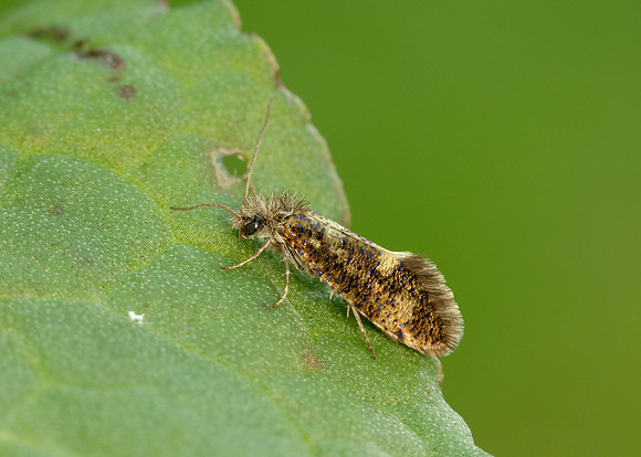 2.001 BF0006 Dyseriocrania subpurpurella