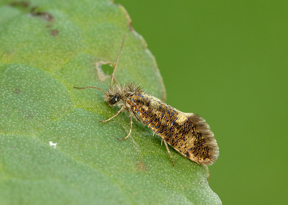 2.001 BF0006 Dyseriocrania subpurpurella