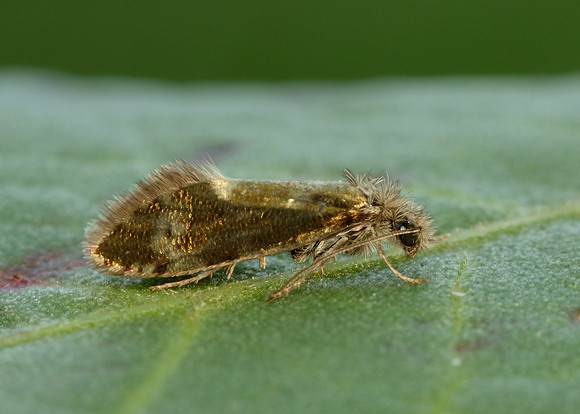 2.001 BF0006 Dyseriocrania subpurpurella