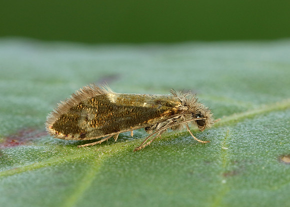 2.001 BF0006 Dyseriocrania subpurpurella