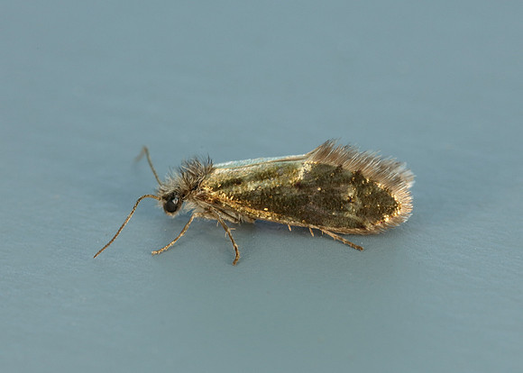 2.001 BF0006 Dyseriocrania subpurpurella