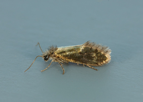 2.001 BF0006 Dyseriocrania subpurpurella