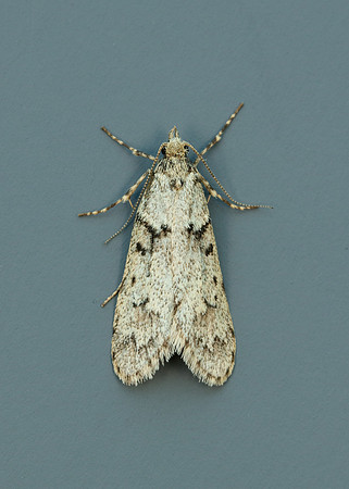 29.001 BF663 Diurnea fagella