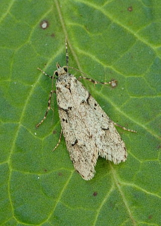 29.001 BF663 Diurnea fagella