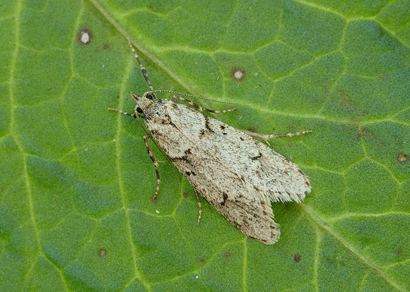 29.001 BF663 Diurnea fagella