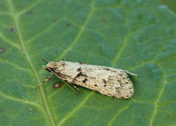 29.001 BF663 Diurnea fagella