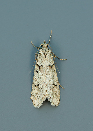 29.001 BF663 Diurnea fagella