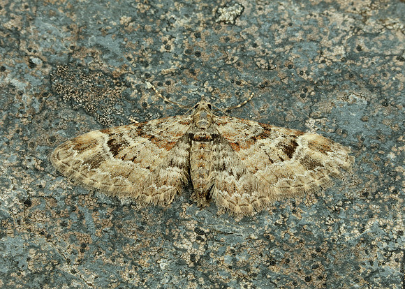 70.141 BF1862 Double-striped Pug Gymnoscelis rufifasciata