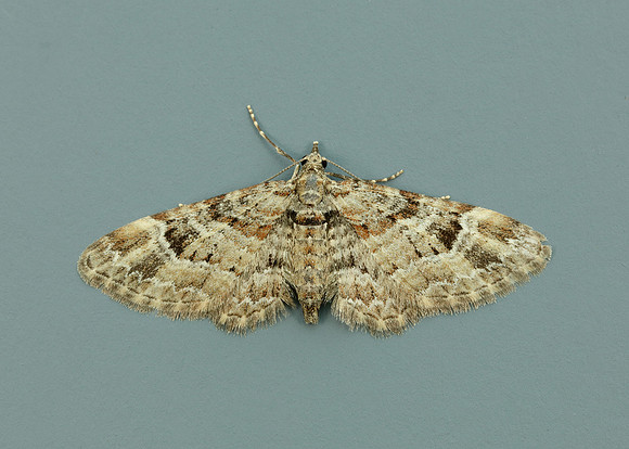 70.141 BF1862 Double-striped Pug Gymnoscelis rufifasciata