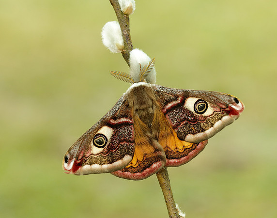 68.001 BF1643 Emperor Moth Saturnia pavonia