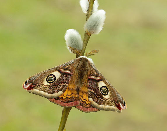 68.001 BF1643 Emperor Moth Saturnia pavonia