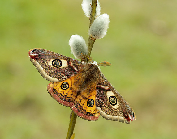 68.001 BF1643 Emperor Moth Saturnia pavonia