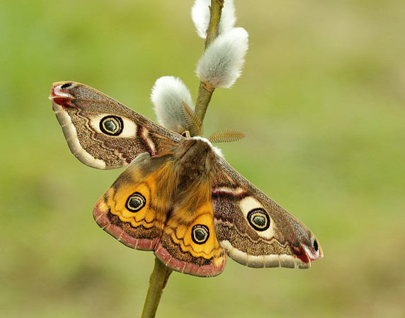 68.001 BF1643 Emperor Moth Saturnia pavonia