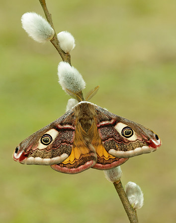 68.001 BF1643 Emperor Moth Saturnia pavonia