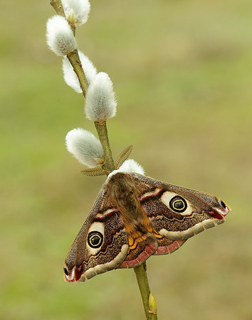 68.001 BF1643 Emperor Moth Saturnia pavonia