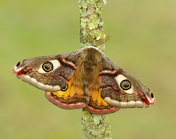 68.001 BF1643 Emperor Moth Saturnia pavonia