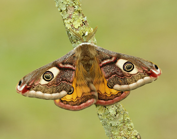 68.001 BF1643 Emperor Moth Saturnia pavonia