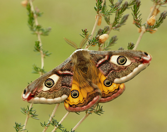 68.001 BF1643 Emperor Moth Saturnia pavonia