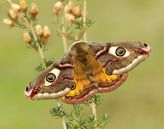 68.001 BF1643 Emperor Moth Saturnia pavonia