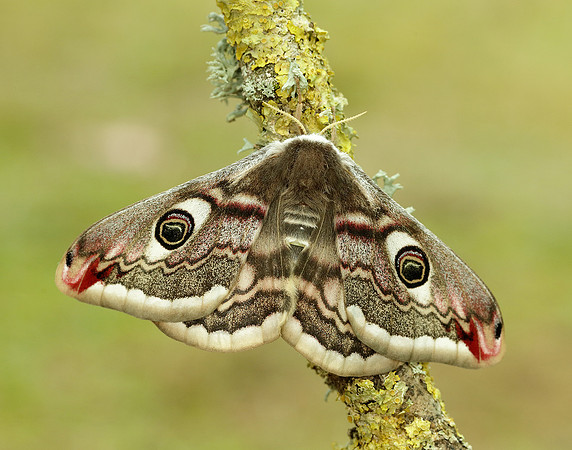 68.001 BF1643 Emperor Moth Saturnia pavonia