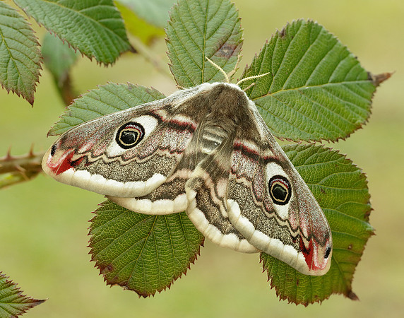 68.001 BF1643 Emperor Moth Saturnia pavonia